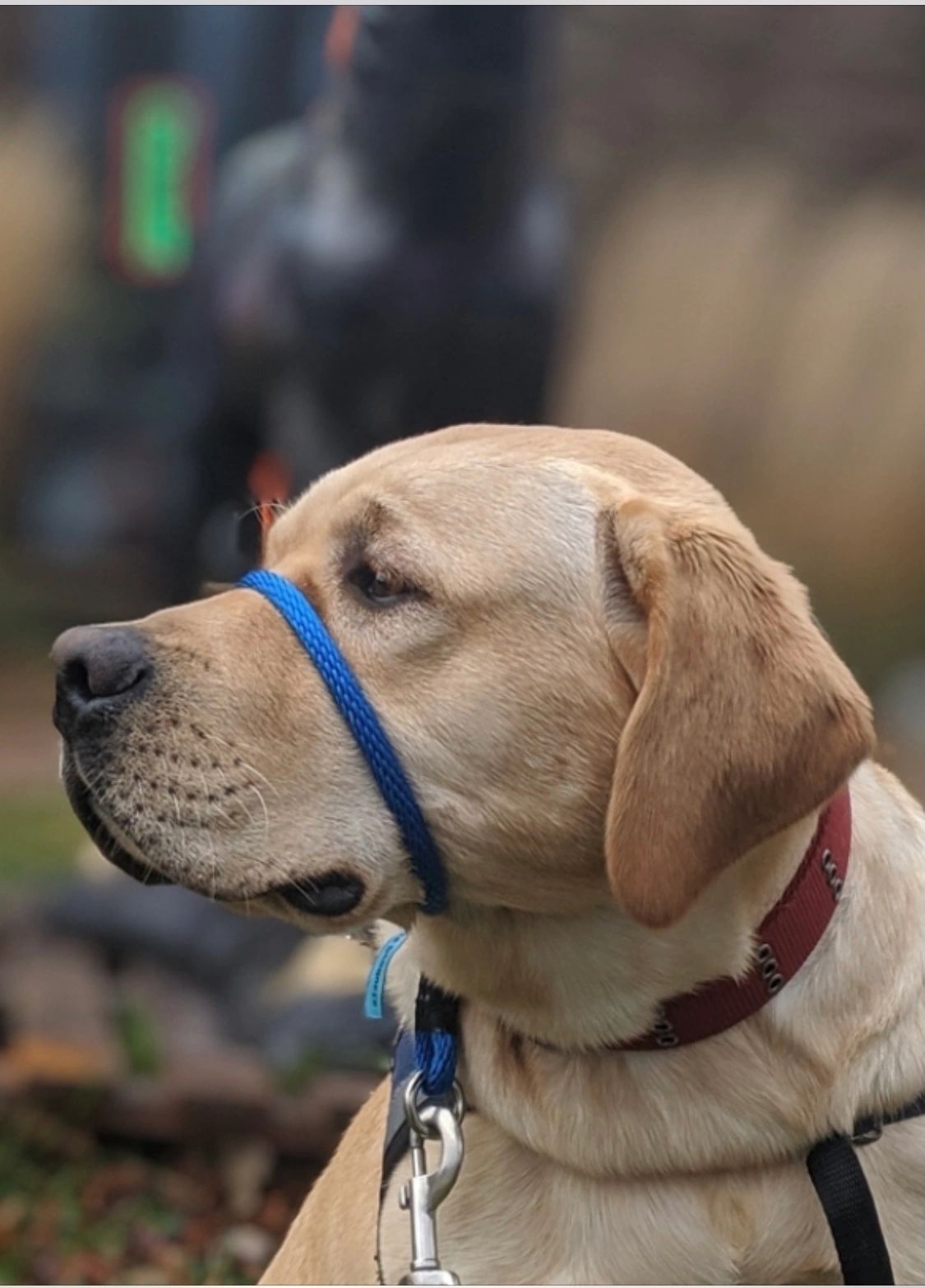 Dog lead over clearance nose